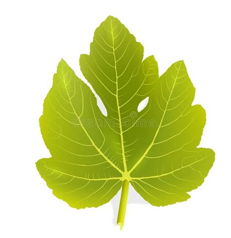 Illustrazione stilizzata di una foglia di fico e una pianta di celidonia.