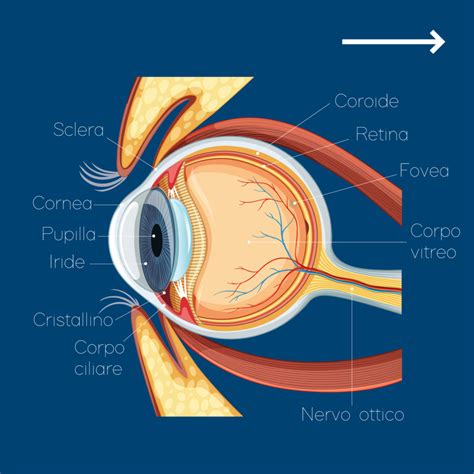 Schema anatomico dell'occhio con evidenziazione della zona perioculare e dei vasi sanguigni sottostanti