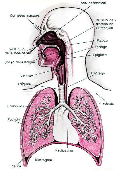 Diagramma del sistema respiratorio con evidenziate faringe e laringe