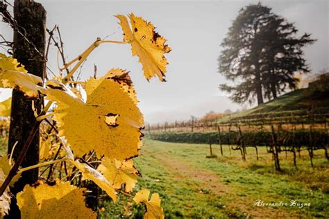 Immagine evocativa di nebbia e foglie in un paesaggio autunnale