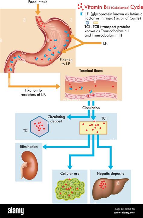 Diagramma del metabolismo della vitamina A e del beta-carotene