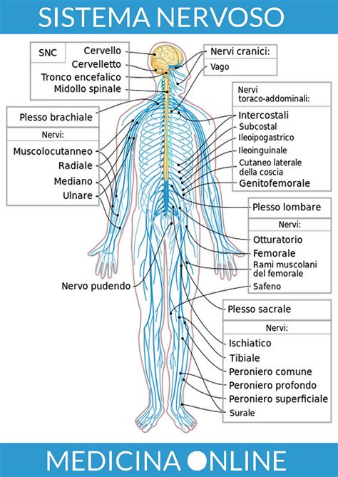 Illustrazione del sistema nervoso umano con enfasi sui nervi periferici
