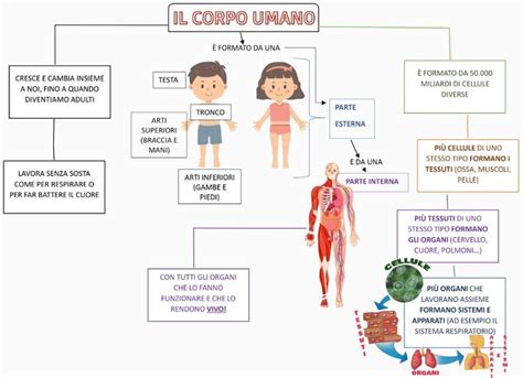 Mappa del corpo umano che evidenzia le aree comunemente colpite dall'eczema