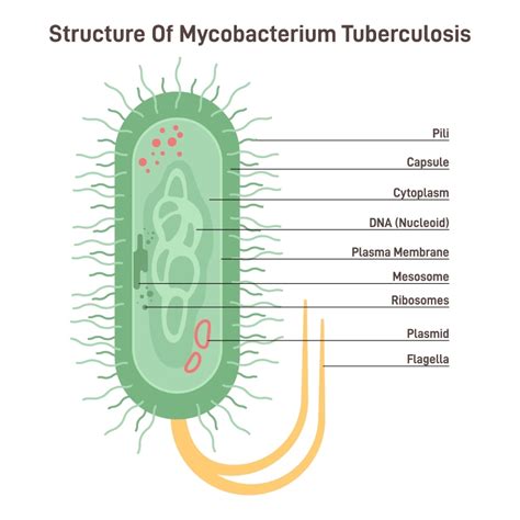 Illustrazione schematica del batterio Mycobacterium tuberculosis