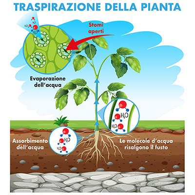 Diagramma molecolare di idratazione e traspirazione ungueale