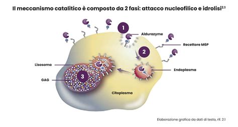 Diagramma che illustra il meccanismo d'azione di uno spesolimab contro l'interleuchina 36