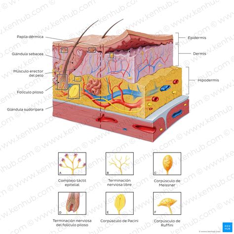 Schema del sistema tegumentario umano