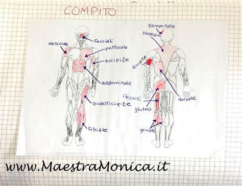 Diagramma dei muscoli prossimali colpiti dalla dermatomiosite