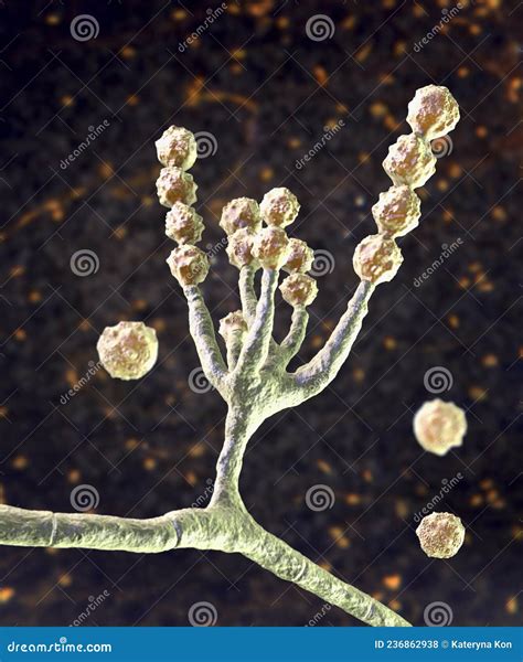illustrazione di funghi microscopici
