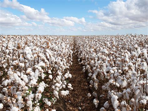 Immagine di cotone naturale