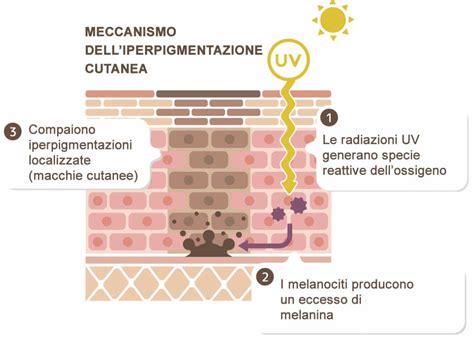 Schema della produzione di melanina nella pelle