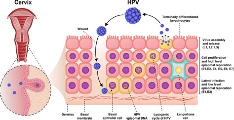 Schema della trasmissione del virus HPV