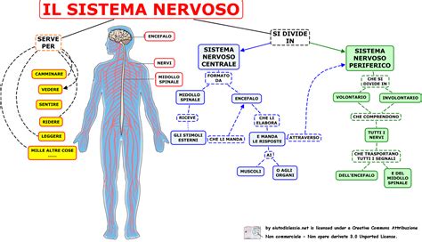 Sistema nervoso periferico schematico