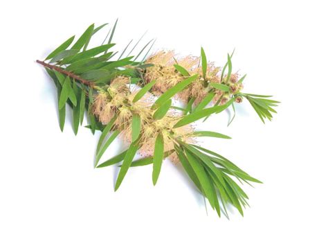 Illustrazione che mostra le proprietà antibatteriche del tea tree