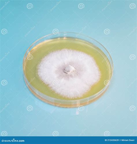 Piastra di Petri con micelio di fungo