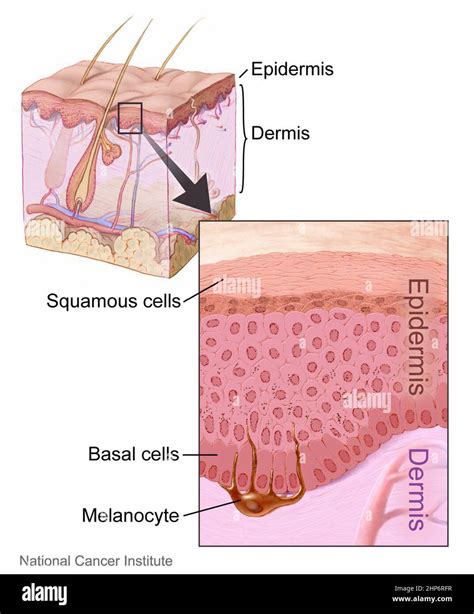 Cellule basali della pelle