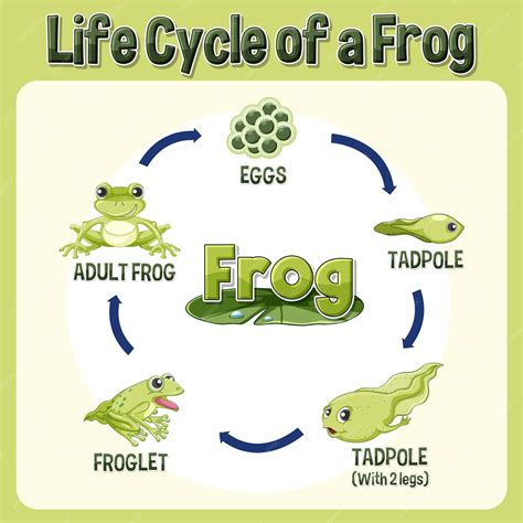 Diagramma del ciclo di vita dell'herpesvirus felino