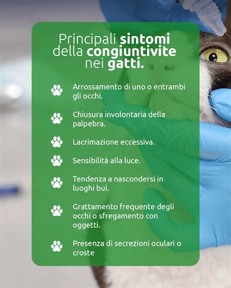 Occhio di gatto con congiuntivite e secrezioni