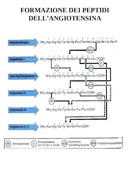 Diagramma dell'azione dei peptidi sulla pelle