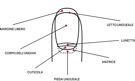 Schema anatomico dell'unghia con evidenziate le aree colpite dall'onicomicosi