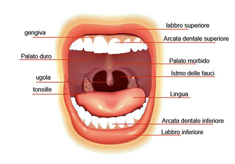 Schema dei dotti salivari nella bocca