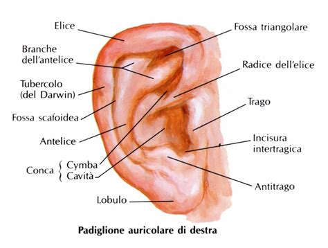 Padiglione auricolare con ulcera cutanea