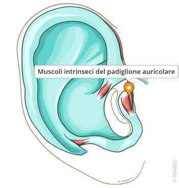 Esame dermatologico del padiglione auricolare