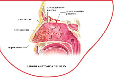 Illustrazione anatomica del naso con evidenziate le mucose nasali