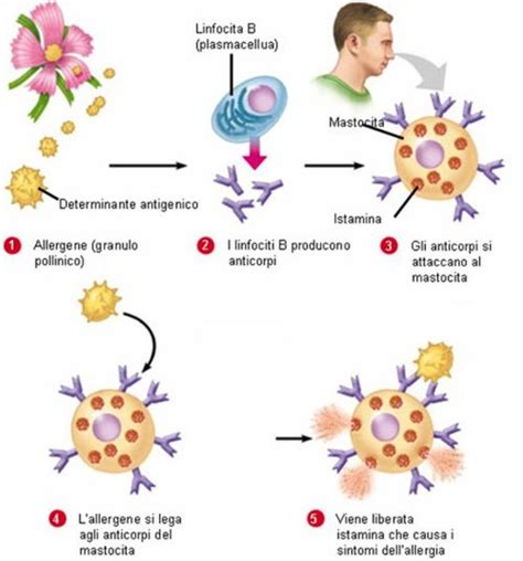 Diagramma che illustra il meccanismo della reazione allergica nel naso