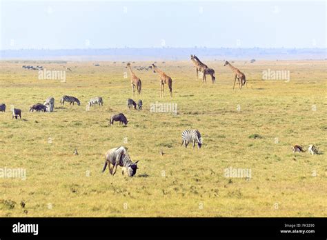 Panorama del Kenya con savana e animali