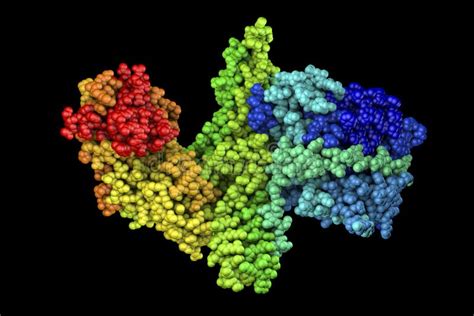 Struttura molecolare della tossina botulinica
