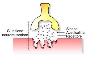 Schema della giunzione neuromuscolare e dell'azione della tossina botulinica