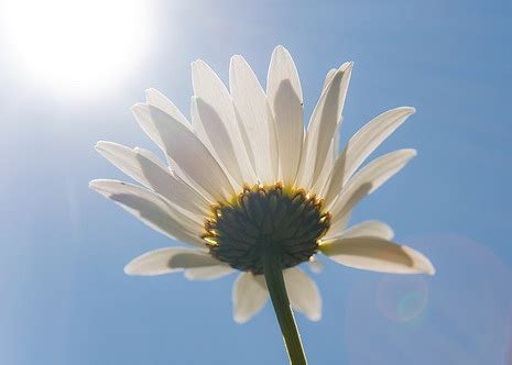 Gemma di un fiore che si apre al sole