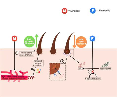 Schema del meccanismo d'azione del minoxidil sul follicolo pilifero