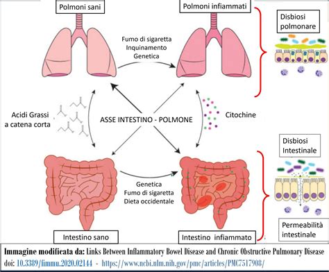 Schema dell'asse intestino-pelle con connessioni immunitarie e biochimiche