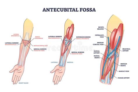 Schema anatomico della fossa antecubitale