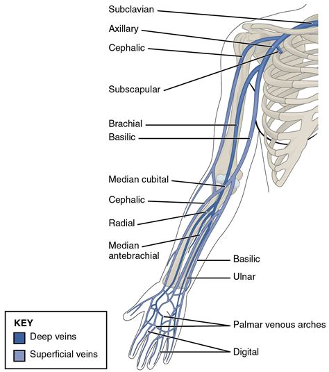 Schema del sistema venoso superficiale del braccio