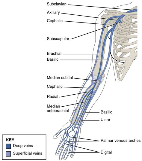 Schema del sistema venoso profondo del braccio