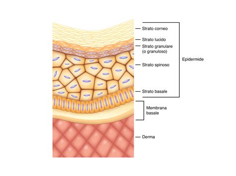 Schema di peeling chimico su diversi strati della pelle