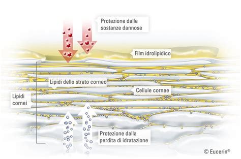 schema della barriera cutanea e idratazione
