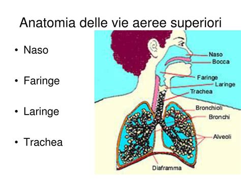 Schema anatomico delle vie respiratorie superiori e inferiori