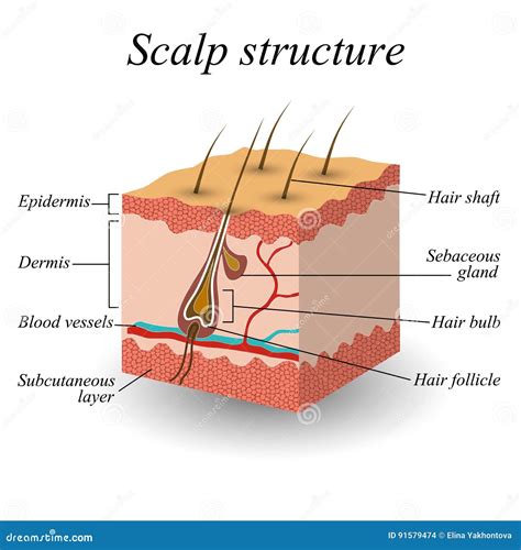 Struttura anatomica del cuoio capelluto