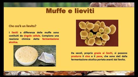 Schema che illustra le diverse tipologie di funghi (dermatofiti, lieviti, muffe) e le loro aree di predilezione