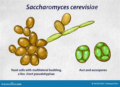 Struttura molecolare del Saccharomyces cerevisiae