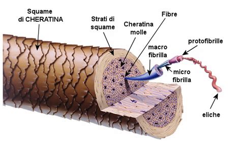 Schema della struttura del capello e del ruolo della cheratina
