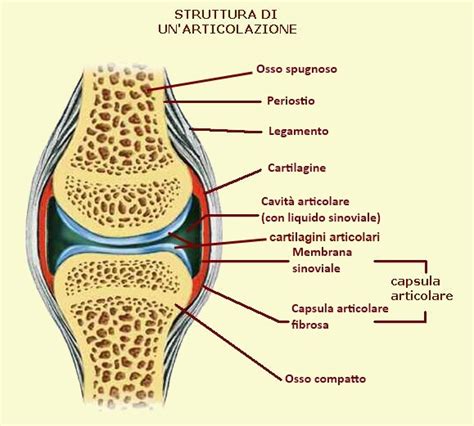 struttura anatomica di un'articolazione sinoviale
