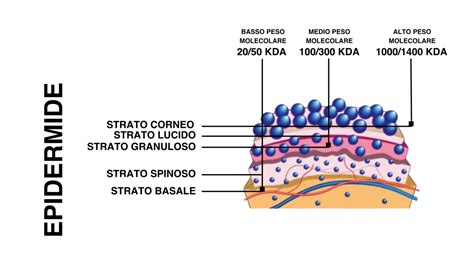 Schema azione acido ialuronico a diversi pesi molecolari