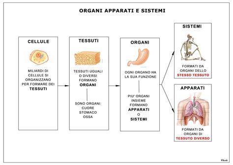Diagramma: Organi e sistemi colpiti dall'intossicazione da piombo