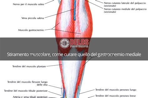 Diagramma anatomico del muscolo gastrocnemio del polpaccio