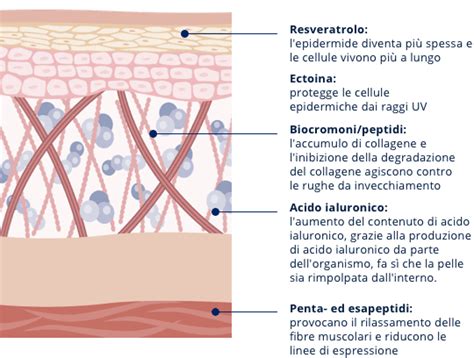 Molecole che invertono l'invecchiamento cutaneo